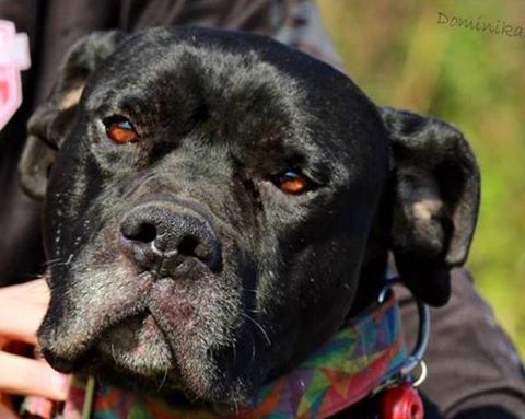 tAYSON przypomina się do adopcji